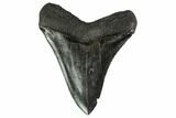 Serrated, Fossil Megalodon Tooth - South Carolina #151800-2